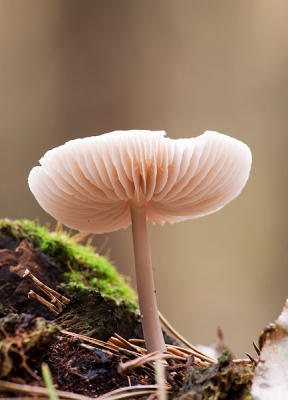 In de vele foto's die ik gisteren gemaakt zat ook deze porseleinzwam. Prachtig om die lamellen zo te zien!
