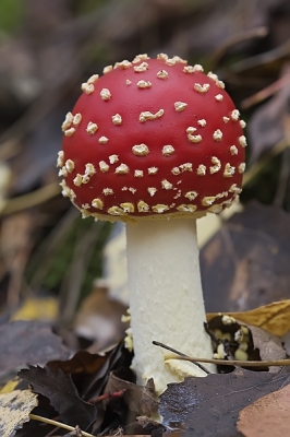 Ik kan het niet laten om toch nog een foto van deze fotogenieke soort te up-loaden. 
Het Vliegzwammenseizoen raakt ten einde. Zeker nu de regen zijn intrede heeft gedaan worden mooie exemplaren schaars.