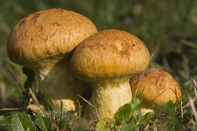 Je ziet ze niet zo snel over het hoofd deze felgekleurde zwammen. Deze jonge exemplaren stonden in een grasveld. Omdat ze meestal op houtstronken te zien zijn twijfelde ik over de soort. Hans heeft deze bevestigd via het determinatiealbum. Mijn dank voor het meedenken. Deze zwammen groeiden waarschijnlijk op ondergrondse houresten.