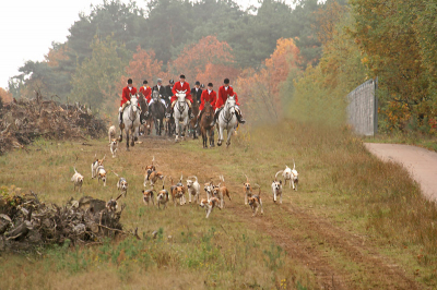 Een fantastisch schouwspel om mee te maken, zo'n slipjacht. De honden volgen een geurspoor. Door het herfstbos was dit een genot om te zien en horen. Er wordt bij een slipjacht dus niet op een dier gejaagd, dat is in Belgie en Nederland overigens verboden, maar de honden volgen een geurspoor wat is uitgezet