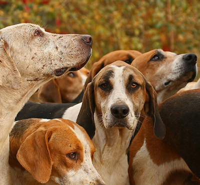 Een deel van de meute jachthonden. De hele groep bestond uit zo'n 25 honden (ongeveer). Machtig mooie beesten vind ik het !