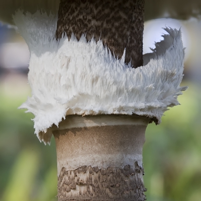 Als je een parasolzwam van nabij bekijkt, zie je hoe hij zijn enorme kraag opzet (tegen de herfststormen?). De steel lijkt wel de stam van een palmboom.