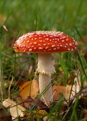 Na veel zoeken eindelijk de vliegenzwam gevonden. Veel foto's gemaakt en dit is de mooiste! Mijn dochtertje begon gelijk te zingen: Op een grote paddestoel, rood met witte stippen......