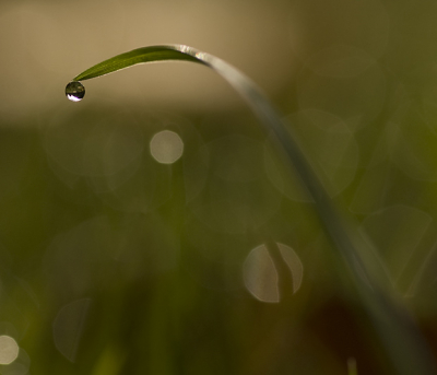 Bijgesneden versie van deze: http://www.nederpix.nl/album_page.php?pic_id=96504