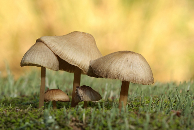 Deze Mycena-soort groeide op een boomstronk. De achtergrond is een of andere geelkleurige lange grassoort. Foto gemaakt liggend op mijn buik en uit de hand.