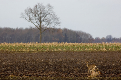 Deze foto van 3 reen op stoppelland werd gemaakt op een mooie dag in november.