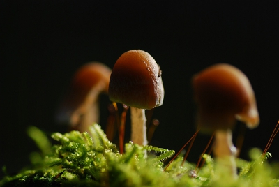 prachtig weer en een wandeling door het |Deelerwoud gemaakt .Op een liggende boomstam stonden verschillende groepjes mycena's van klein tot groot .
Dit was het kleinste trio