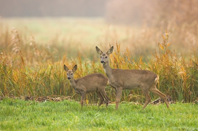 Deze reen lieten zich in de vroege morgen met nog een behoorlijke nevel prima vastleggen. Gelukkig brak op een bepaald moment de zon door en dat betekent toch een wereld van verschil voor de sfeer,