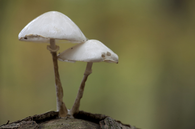 Ik heb op allerlei sites zitten bladeren, maar kan maar niet de naam bij deze paddestoel vinden.

Wie o wie kan mij helpen? 

Alvast bedankt!
Auke