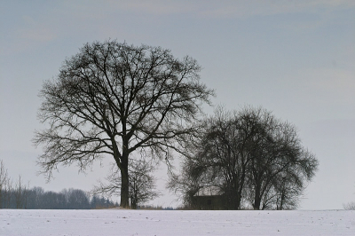 <i class='fa fa-user'></i> Martin van der Giesen | Bomen in de sneeuw  <i class='fa fa-eye'> 183</i>   <i class='fa fa-comment-o'> 1</i>