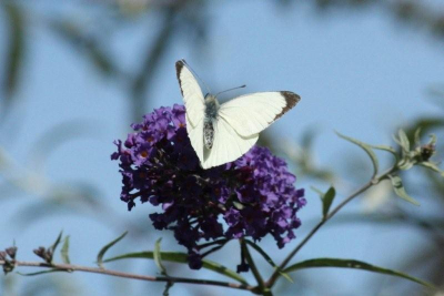 De foto is genomen op een mooie zonnige dag. De luchten was mooi blauw. De vlinder steekt goed af tegen de blauwe lucht