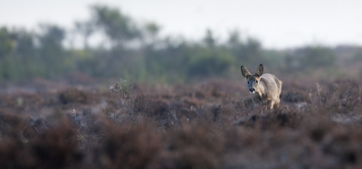 Vorige maand 2 dagen gespendeerd aan het fotograferen van Reen. Door wat navraag bij de lokale hondenbezitters kregen we een tip voor een goede plek, waar ze vaak in de ochtend zaten. In alle vroegte ons dus met thermoskan en al daar verdekt opgesteld en maar wachten

Al vrij snel zagen we een groepje van 3 Reen langs komen, helaas bleven ze ietsjes te ver op afstand, maar gelukkig kwam deze even nieuwsgierig onze kant uit om te onderzoeken wat zich daar in de bosrand bevond.