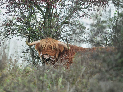Bij druilerig weer nog even de hooglanders bezocht. Gelukkig waren ze bij de bomen waardoor je meer met de compositie kan doen.