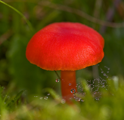 De vuurzwammetjes waren dit keer makkelijk te vinden. Het scheelt als je weet waar ze staan.(na de paddo dag)