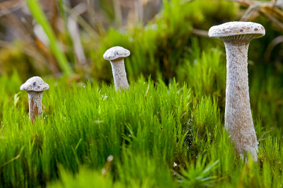 De biotoop van deze "schoorsteenjes"is ongeveer hetzelfde als van de vuurzwammetjes.
Het lijkt of er ook een schimmel in het spel is.
Hans, bedankt met het helpen van het vinden van de naam.