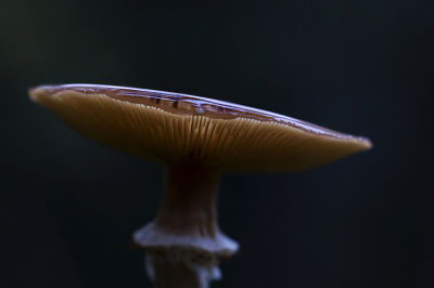 Na veel regen, deze paddenstoelenhoed met een laagje water erop gefotografeerd. Het bos was kletsnat en donker, door de lamellen kwam nog wat licht.