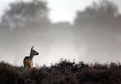 Nog een foto uit de serie van de Reeen die we een maand geleden gefotografeerd heb. 

Nadat de vorige (nieuwsgierige) Ree weggegaan was, hadden we ons genstalleerd op een andere plek waar een andere Ree in de buurt zat. Terwijl de mist gelukkig nog dik aan de grond lag op sommige plekken, kwam hij opeens achter een heuvel vandaan en ging daarbij mooi in het opkomende zonnetje staan. 

Mvg, 

Michiel