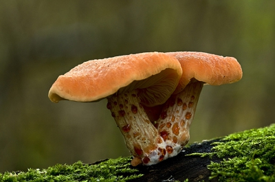 Deze paddenstoelen gevonden op een stronk hout onder loofbomen (eiken). De grootte van de hoedjes is ong. 4-5 cm. Hopelijk weet een van jullie welk soort dit is. Hoor het graag. Groet, Cor.