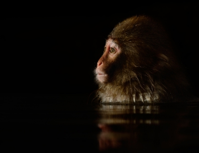 Macaca fuscata / Japanse Makaak / Japanese Macaque