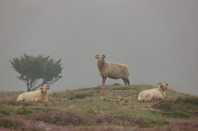 Op een mistige morgen, wandelend met de hond, kwam ik deze Drentse heideschapen tegen. Links op de achtergrond is nog een jeneverbes te zien.
