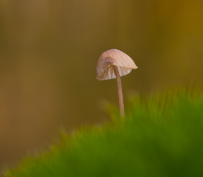 De foto is gemaakt in een reatief klein bos, waar toch heel erg veel soorten paddestoelen groeien.