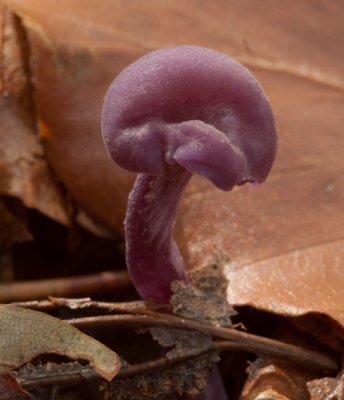 Foto gemaakt in een relatief klein bosperceel waar heel veel soorten paddestoelen groeien.
Dit is een heel jong paddestoeletje.