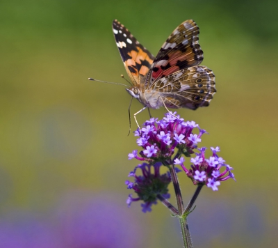 Gemaakt bij zonnig weer uit de hand met een 100mm macro objectief. De Verbena waar hij op zit is een geliefde plant bij vlinders.