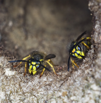 De foto is vrij laat in de middag genomen. Het was nog een hachelijke onderneming want de wespen kwamen uit hun ondergronds nest. In de vliegroute gaan staan kan pijnlijke steken op leveren.