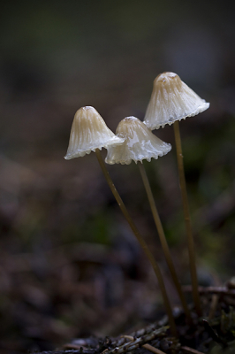 Het weer blijft kletsnat, dus ook deze mycena's. Deze drie stonden zo gebroederlijk naast elkaar, ik moest ze vast leggen.