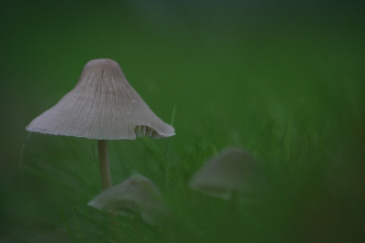 Hier de kleurenversie, voor degene die deze graag wou zien.