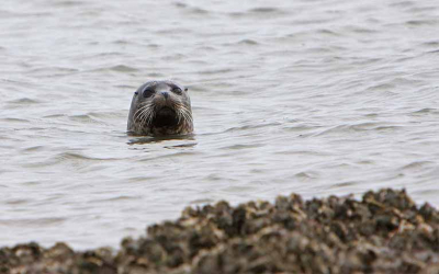 Na circa 150 meter over de slikken, wegzakend tot over de enkels, een mooie plek gevonden om te kunnen zitten. De bedoeling was om de groep zeehonden (9 stuks) te fotograferen die op een zandplaat ruim 100 meter verder te fotograferen. Plotseling dook deze nieuwsgierige zeehond op. Op de voorgrond zijn de met mosselen en schelpen overgroeide basaltblokken te zien.