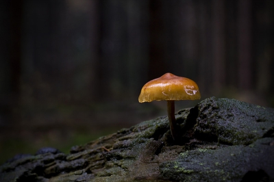 Na een natte dag toch nog even het bos in, met m'n nieuwe macrolens. Vond deze paddenstoel, eenzaam en verlaten...
Kan iemand mij helpen aan de naam?