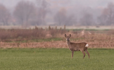 Op mijn tripje door Duitsland gister kwam ik ook deze ree tegen. Je ziet ze daar heel veel door het land lopen, en zijn ook erg schuw.