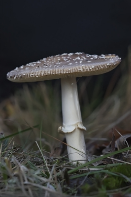 Het valt niet mee om deze soort 'aantrekkelijk' op de foto te krijgen, maar bij dit exemplaar werkte de donkere achtergrond goed mee.