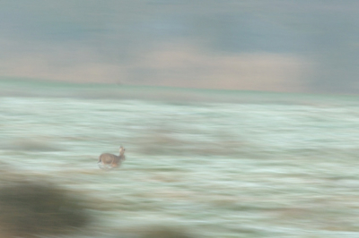 Deze rennende haas in een licht besneeuwd landschap in het heuvelige Hondsruggebied probeerde ik even met de camera te te volgen.. Hoewel scherpte mist vind ik het wel een aardige foto om te laten zien.