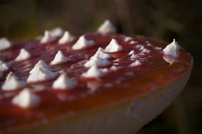 Op de terugweg van een wandeling vond ik deze vliegenzwam aan de rand van de zandweg. Hij viel direct op om zijn grote witte stippen of eigenlijk meer witte       punten. Ook de spiegeling van de stippen in de natte hoed vond ik prachtig. Nog nooit zoiets gezien.