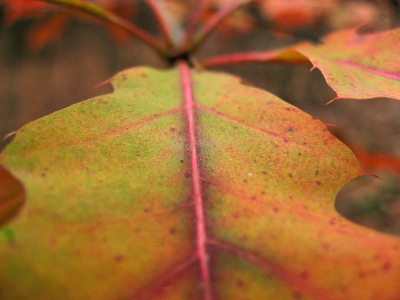 Dit mooi gekleurde blad aan een jonge eik heb ik met een compactcamera uit de hand gefotografeerd op een bewolkte herfstdag.