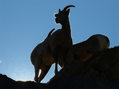 Het waaide hard en het was ijskoud. 
De zon kwam op.
Terwijl ik de grootste moeite had om niet omver geblazen te worden keek ik ademloos toe hoe deze Bighorn sheep moeiteloos en gracieus over de grillige rotspunten liepen. Met een hooghartige blik 
keken ze op ons neer. 
Betoverd door het strooilicht van de opkomende zon dat van onderaf op de rotsen spatte voelde ik me klein worden bij dit majestueuze schouwspel.