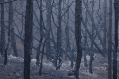 Deze foto is gemaakt in de verbrande bossen van de duinen bij Schoorl. Vanmorgen was het grauw en mistig; een prima stemming voor deze troosteloze omgeving. Om de sfeer te versterken heb ik een fototechniek toegepast. (zie hieronder)