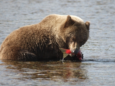 We gingen voor de kou en zaten met 30 graden in Alaska. Midden op de dag en volop zon. Tegenlicht en onmogelijk fotografeerweer.
Op een afgelegen plek, staand tussen de afgekloven vissenkoppen,hebben we omringd door tientallen beren, uren doorgebracht. Wat zijn dit een geweldige, intelligente, vriendelijke dieren. Terwijl zij hun verse zalmpjes verorberden, hurkten we neer om onze lunch te eten. Die van hun was vast lekkerder.
Met tranen in de ogen zijn we aan het eind van de dag vertrokken. 
Meer fotos http://www.allcreatures.nl