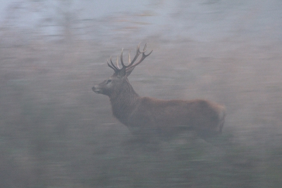 Om 08.30 in het bos achter het informatiecentrum op weg naar observatiehut De Zeearend. Mist en nevel in het bos. Camera-instellingen voorbereid, ISO 800, AI Servo en Hi-speed.
Twee hindes sprongen het pad over gevolgd door deze bok. Vanaf 1-poot statief het hert gevolgd. Uit een serie van 4 foto's, zijn er twee gelukt en is dit de mooiste.