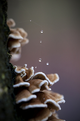 Op een berkenboom vond ik deze zwammen. Na wat foto's te hebben gemaakt zag ik deze spinnenrag, met waterdruppels. 
Graag zou ik de naam willen weten van deze zwammen, iemand een idee?