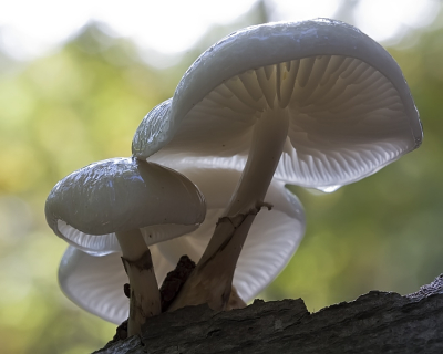 Het blijven mijn favoriete zwammen om te fotograferen.
Deze stonden ook weer iets tegen het licht in te pronken en dat maakt de zwammen op de foto zo fragiel.