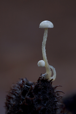 Bezig met het fotograferen van natte bladeren vond ik dit geweldige paddenstoeltje! Vele foto's heb ik er van gemaakt, bang om er thuis achter te komen dat er niet een mooie tussen zat.