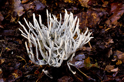 in een gemengd bos kwam ik deze paddenstoel tegen die volgens mij op de strooisellaag groeide en niet op een stronk.