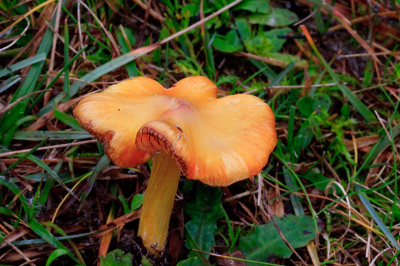 op mijn wandeling in flevoland kon ik veel wasplaten fotograferen waaronder deze.