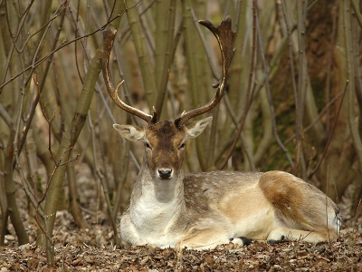 Mijn eerste bijdrage op nederpix deel ik met dit ontspannen hert in de duinen, hij liet zich rustig fotograferen, blijven prachtige dieren om te observeren. Nikon D70s afs 300 f4 + 1.4 conv. F8 1/100 sec.