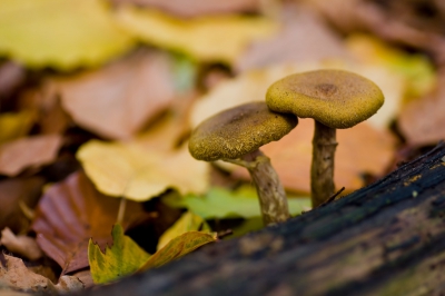 De knolhonigzwam is erg mooi en apart van kleur. Deze heb ik getracht vast te leggen met de fraaie herfstkleuren op de achtergrond.