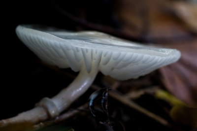 1 van mijn favoriete paddenstoelen is de Porceleinzwam. Niet de makkelijkste soort om te fotograferen. In de kasteeltuin van Kasteel De Haar trof ik enkele fraaie exemplaren aan. Onderaan deze zwam een fraaie klodder met witte slijm.

Helaas was het die dag zwaar bewolkt en regenachtig en moest ik snel inpakken voor de volgende bui. In de haast aldaar mijn minolta hoekzoeker en lensdop verloren...
Dus mocht iemand....;)