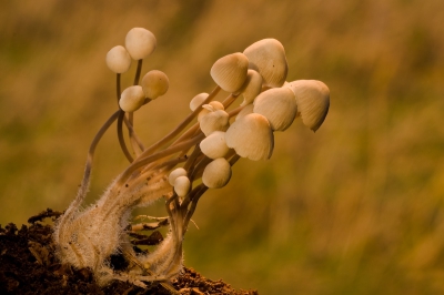 In het laatste licht van de dag stond dit groepje bundelmycena lekker mooi te wezen.
De ondergaande zon zorgde voor de juiste kleurachtergrond.